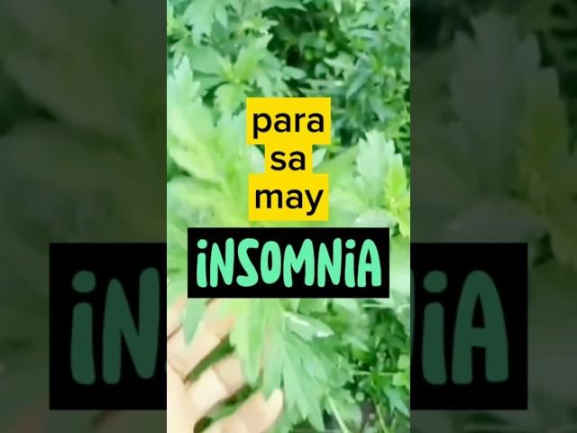 Para sa may insomnia. #halamanggamot #damongmaria #medicinalplants #naturalherbs