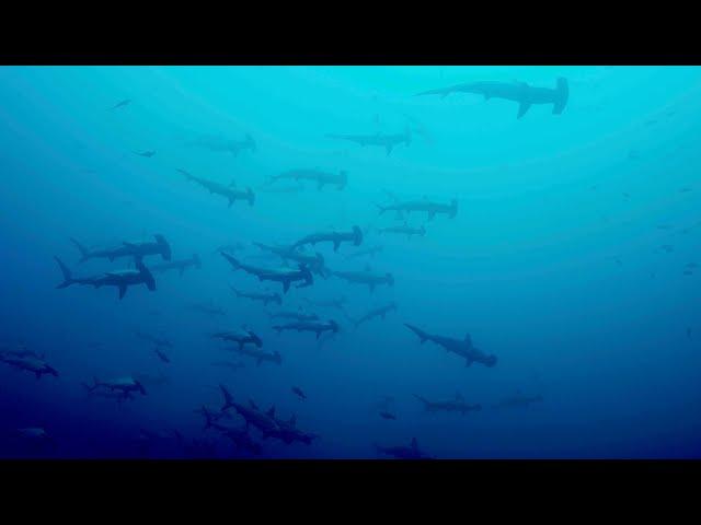 Teaser - Malpelo The Island of the Hammerhead Sharks