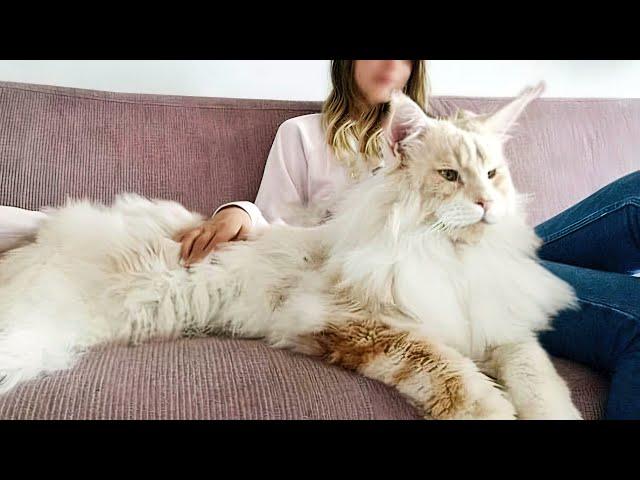 The BIGGEST CAT BREEDS In The World