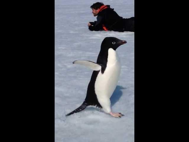 Run, Penguin, Run!