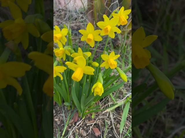 Cute Little Tete-a-Tete Daffodils (Narcissus) Already Blooming for the Year!