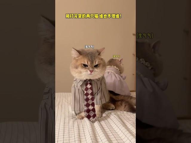 【#薄荷猫猫甜不甜】原来小猫咪也会冷战!我应该先劝谁?#薄荷猫猫 #治愈系猫咪 #仙女猫