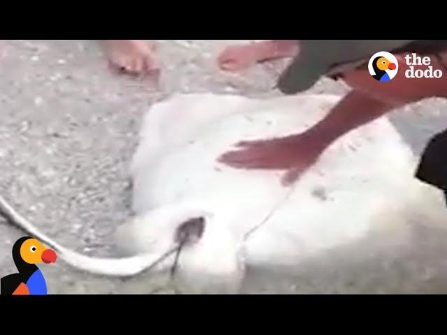 Sting Ray Caught On Fishing Line Gives Birth | The Dodo