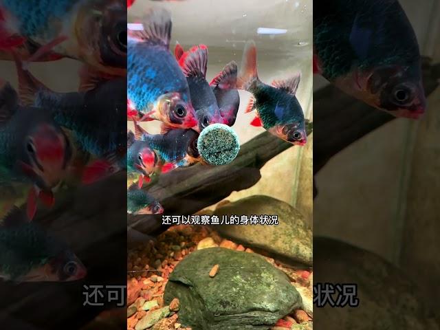 贴片鱼粮5个优点和5个缺点，看完再决定是否适合你家小鱼~如有不足，欢迎补充~