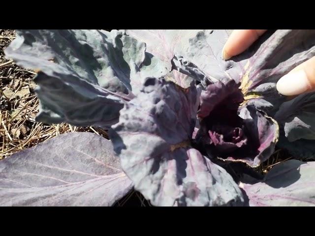 Dealing with Cabbage Soft Rot in Winter!