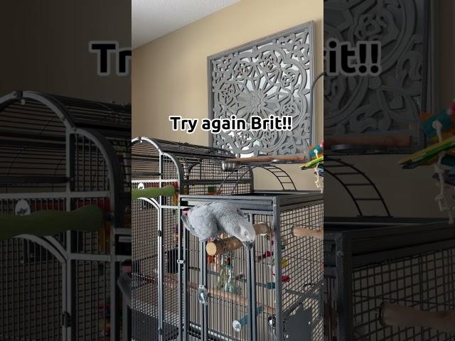 Giz is trying to bird today  #talkingparrot #funnybirds