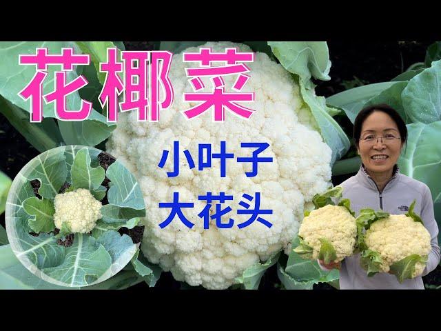 怎样使花椰菜尽早的结球.  #家庭有机种植 （点击CC观看字幕）