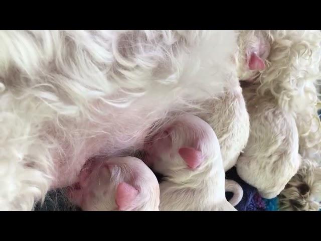 Bichon Frise Puppies feeding 2016