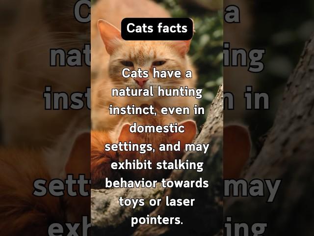 Charming Cat Insights #behavior #pets #delightful