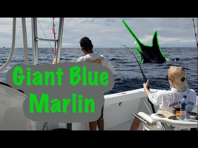 GIANT 350lb BLUE MARLIN (Los Sueños)