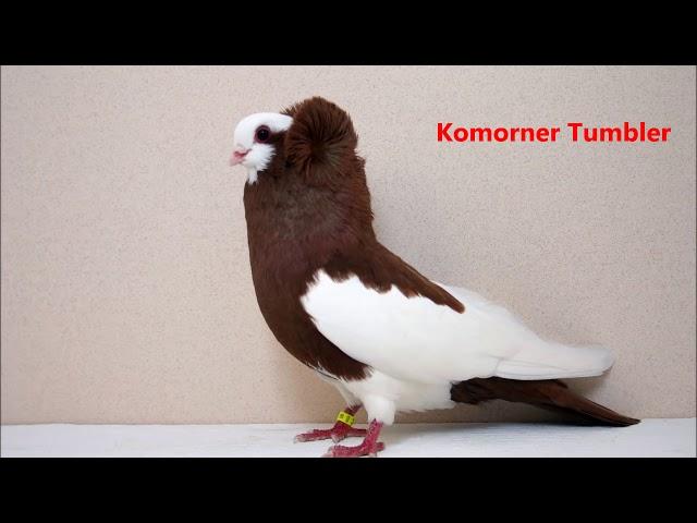 Different Types of  Fancy Pigeon Breeds