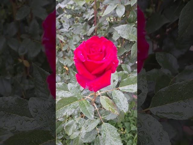 ️ПОСЛЕ ДОЖДЯ#almaty#flowers#kazakhstan#природа#жизнь#nature#любовь#мир#счастье#время#лето#розы#мы