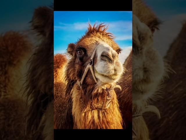 Story of camel and Hazrat Muhammad Mustafa S.A #trending#facts#islamicshorts