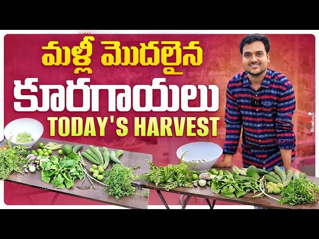 మళ్ళీ మొదలైన మన హార్వెస్ట్ లు Today's Vegetables Harvest #harvest #organic #gardening #pestcontrol