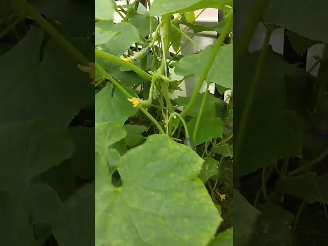 огурцы Кураж @СЕМЕНАГАВРИШ #дачные #огород #рассада #грядка #огурцы #сибирскийсад #сад