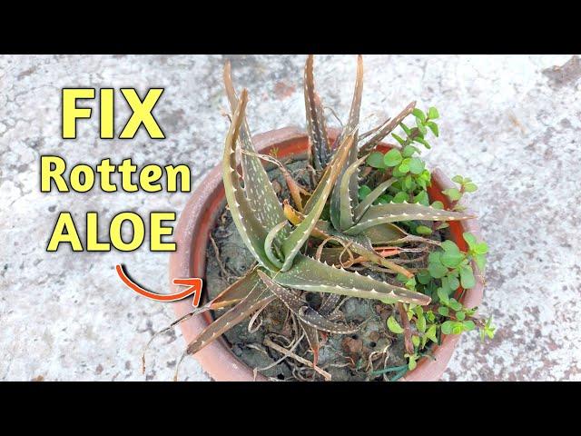 UNEXPECTED Rescuing - Aloe Vera Plant Care