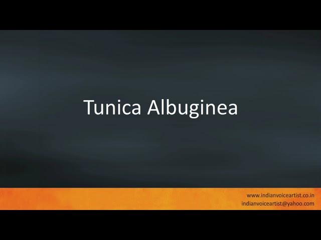 Pronunciation of the word(s) "Tunica Albuginea".