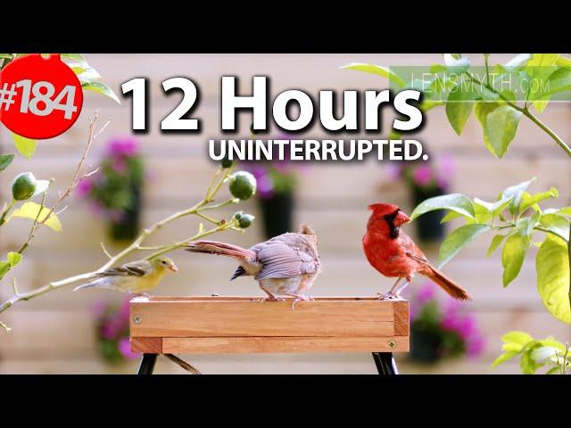 TV for Cats to Watch  Best of Uninterrupted Cat TV Videos 12 Hour Compilation of Birds  @LensMyth