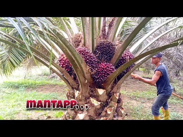 Panen sawit sekali masak ada yang Rombongan