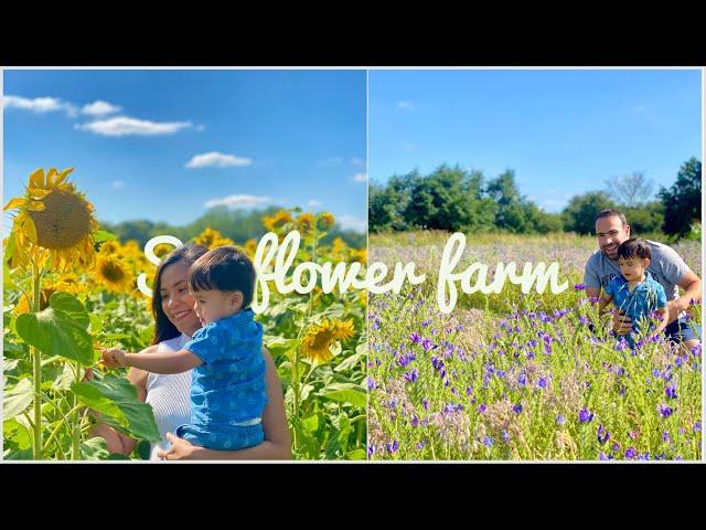 Visiting the Sunflower Farm | Jeneveive