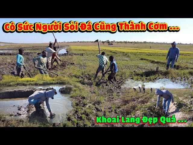 Thế Nhân || Truy Tìm Dấu Vết Tiêu Diệt Số Lượng khủng Tí Tặc Ở Nông Trại Lúa Nước Bản Caiti
