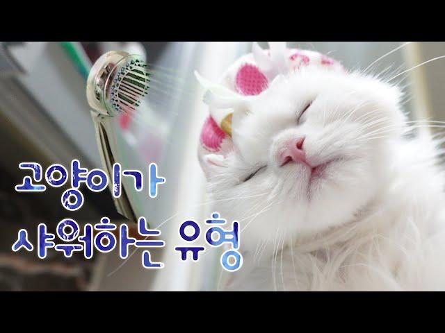 Types of how cat takes shower (ENG SUB)