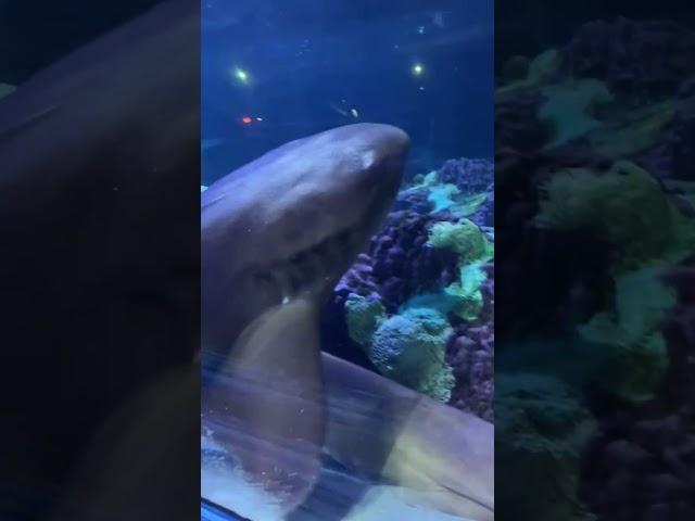sea world aquarium  . . . . #aquarium #aesthetic