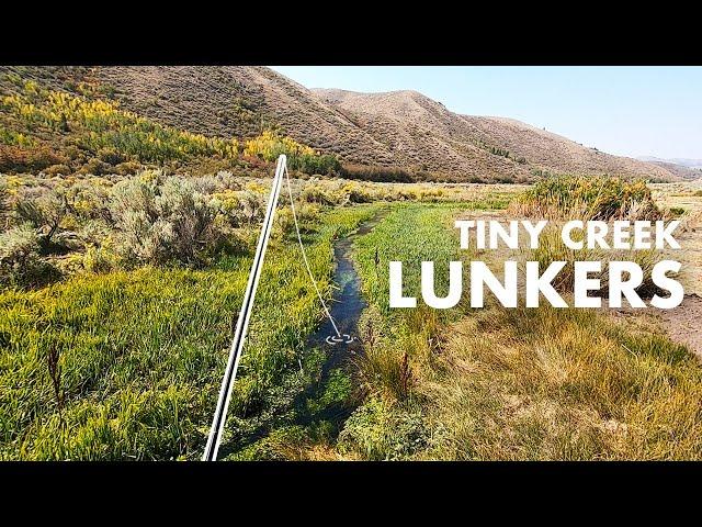 What Are These BIG TROUT Doing in Such a Tiny Creek?? (Tenkara Fly Fishing)