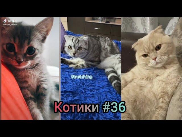 Смешные и милые котики  смешное видео 2021 .  #Приколы с котами  № 36 #котики