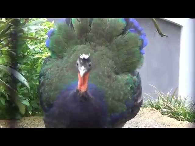 Displaying Congo Peafowl