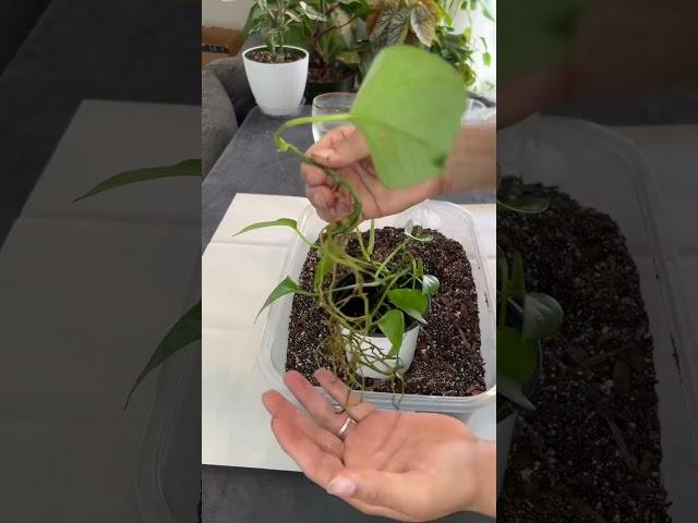 Repotting a Vibrant Pothos! #plants #plantparent #succulents #pothos