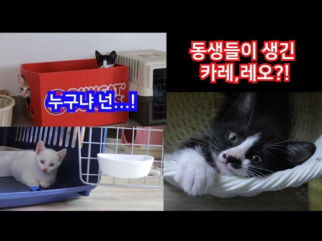 교통사고당한 유기묘 엄마고양이에게서 태어난 흑미백미를 소개합니다~ / Kittens of organic cats that are newly brought to my house