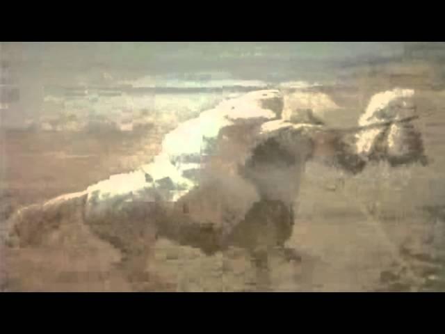 Imam Ali Ibn Abu Talib (A.S) vs Amr Ibn Al Ass (L.A)