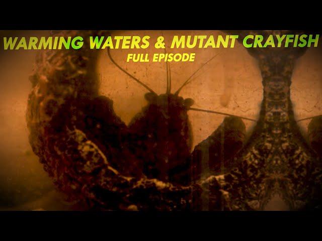 Warming Waters and Mutant Crayfish | Great Lakes Now