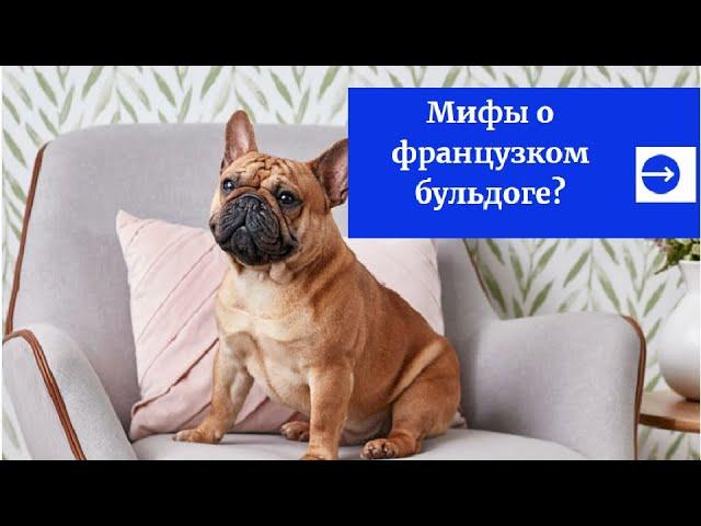 Мифы о французских бульдогов.  бульдог - характер, плюсы и минусы породы французский бульдог.
