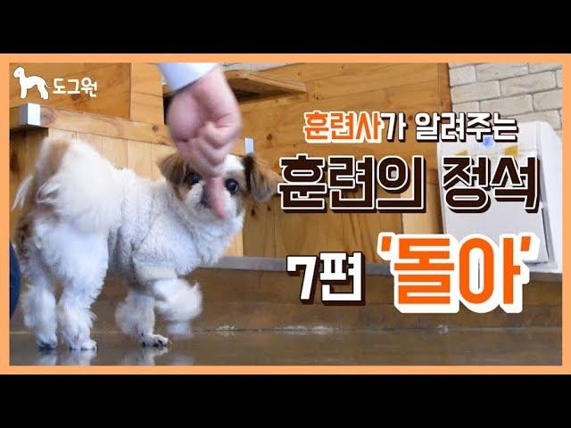 [도그원 Pet TV] 강아지 훈련의 정석 7편 돌아 훈련 / 훈련사가 알려주는 / 애견훈련 / Dog Training