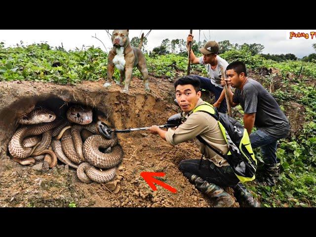 Top 1 Scary Video | Brave Hunter Confront 1000 Black Cobras