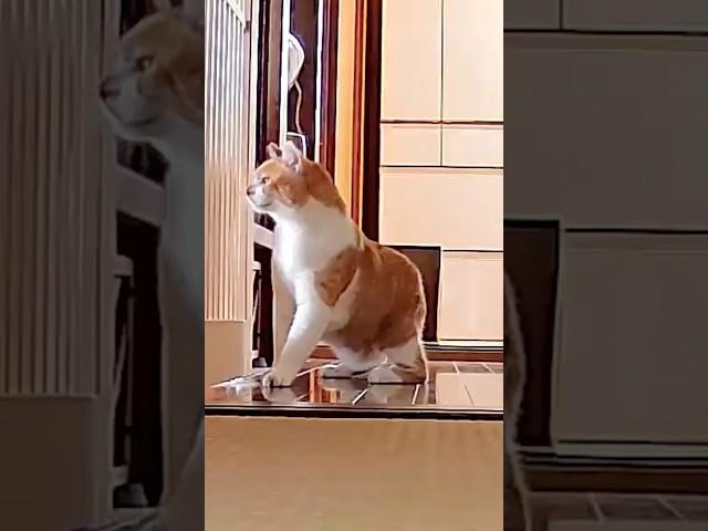 【浮気⁉︎】父母が僕を置いてどこかへ行きました #元野良猫チャチャ #猫 #ねこ #ネコ #猫武将 #チャチャ#cat