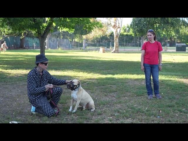 Dog Daddy Handling A Very Intense Reactive Dog (Full Session)