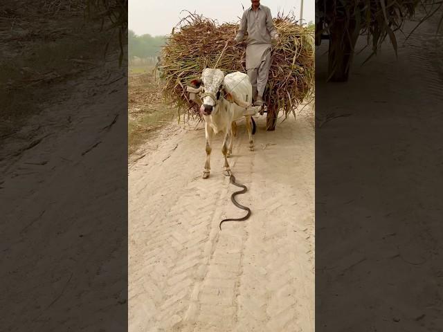 The cobra snake passed through the bull's legs