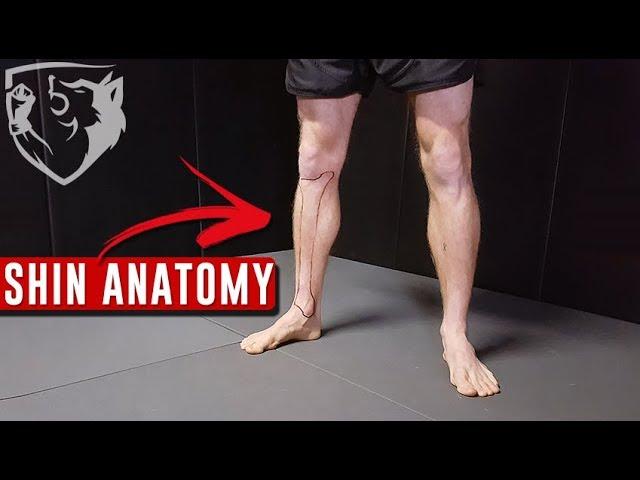 Points of Contact for Roundhouse Kicks: Anatomy of the Shin