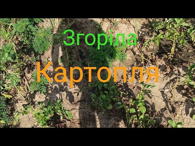 Сорти Картоплі які невзяла фітофтора...