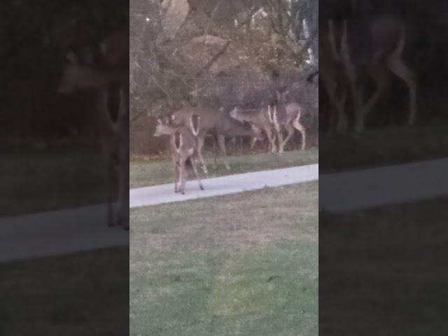 More deers