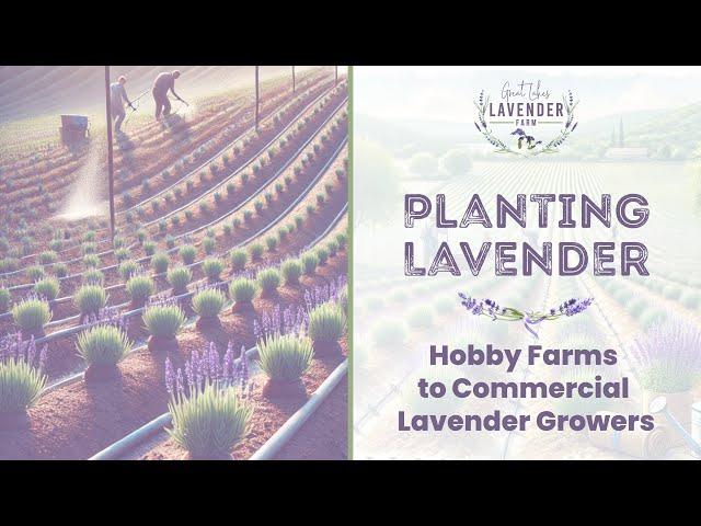 Lavender Planting Guide | From Small-Scale Grower to Commercial Farm Success