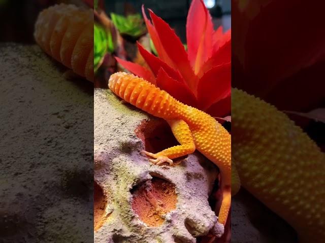 Как думаете, что было дальше? #эублефар #геккон #ящерица #рептилии #экзотика #зоомагазин