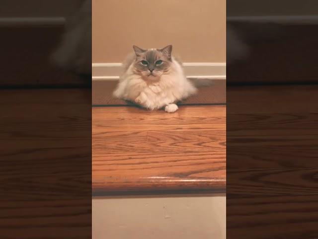 13-year-old Ragdoll cat Trigg reigning over his domain.