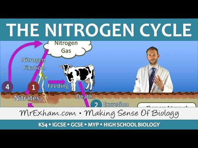 Cycles Within Ecosystems - Nitrogen Cycle - GCSE Biology (9-1)