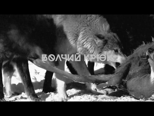 Πлачь Ʒемля - Волчий крюк