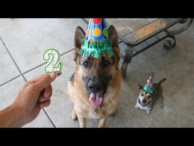 Photo a day German Shepherd: Time lapse puppy YEAR 2. Dunder