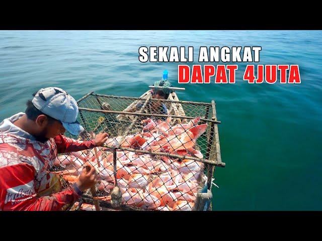 REJEKI dapat 4 Juta sekali angkat perangkap ikan | Bubu ikan